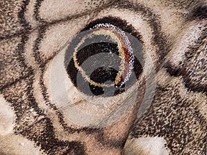 Moth wing detail. Eyespot on Saturnia Eudia pavonia.