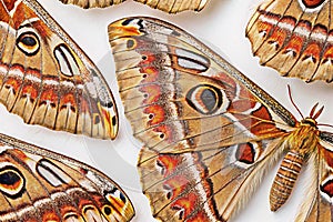 Moth wing pattern repeating design