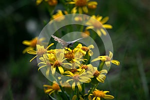 Moth and yellow asters