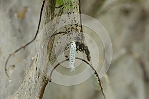 Moth Yponomeutidae plague photo
