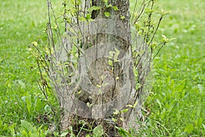 Moth Yponomeutidae plague