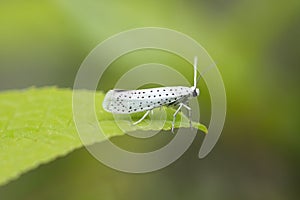 Moth Yponomeutidae plague photo