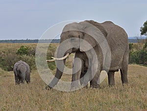 mother african elephant grazes peacefully as one calf suckles on her teats and the other looks on in the wild savannah of the