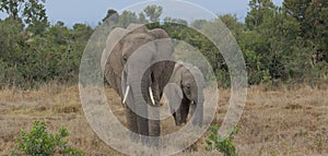 Mother african elephant leads baby in the wild Ol Pejeta Conservancy Kenya