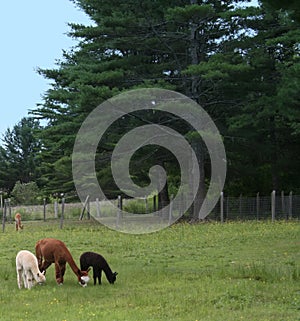 Mother Alpaca with Baby Crias