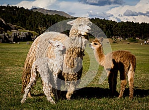 Mother alpaca of Peru with her two crias, baby alpacas photo
