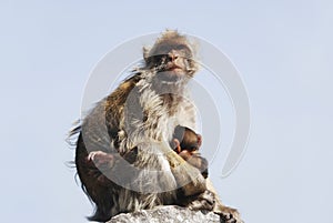 Mother Ape With Baby Breastfeeding At Gibraltar