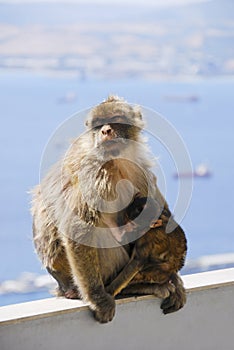 Mother Ape With Baby Breastfeeding At Gibraltar