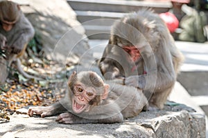 Mother ape picking fleas off baby ape photo