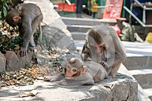 Mother ape picking fleas off baby ape photo