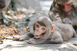 Mother ape picking fleas off baby ape photo