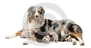 Mother Australian Shepherd with its 7 day old puppies suckling against white background