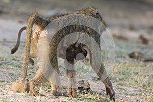 Mother baboon with baby on belly