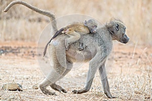 Mother baboon carries young son jockey style