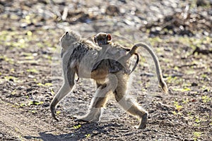 Mother baboon carrying young on back in Botswana