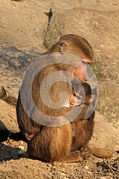Mother baboon holding her baby
