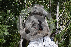 Mother Baboon with a tiny baby