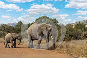 African Elephant in Pilanesberg South Africa wildlife safari