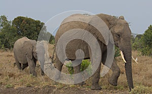 Mother and baby african elephant walking together in the wild Ol Pejeta Conservancy Kenya