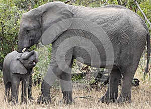Mother and baby African elephants, Loxodanta Africana, up close with natural African landscape in background