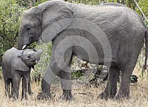 Mother and baby African elephants, Loxodanta Africana, up close with natural African landscape in background