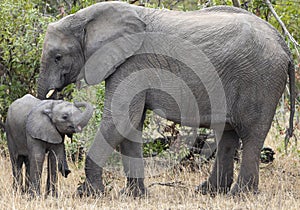 Mother and baby African elephants, Loxodanta Africana, up close with natural African landscape in background