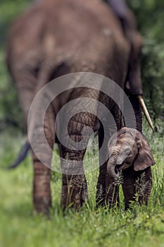 Mother and baby african elephants walking in savannah in the Tar