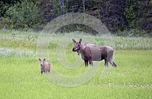 Mother and baby alaskan caribou photo