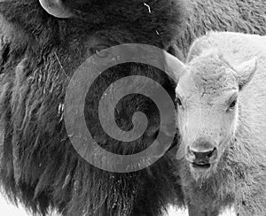 Mother & baby American bison o photo