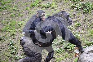 Mother with baby ape on back