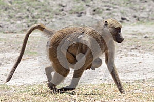 Mother and baby baboon walking in Chobe riverfront