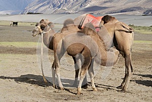 Mother and baby bactrian camel in desert Nubra valley photo