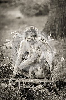 Mother and baby Barbary Macaque monkey.