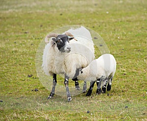 Mother and baby black face sheep isle of Mull Scotland uk with horns and white and black legs