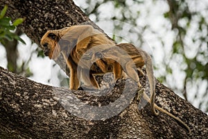 Mother and baby black howler monkeys climbing