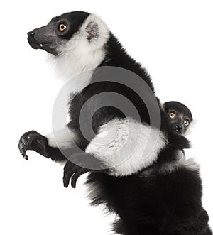 Mother and baby Black-and-white ruffed lemur, Varecia variegata subcincta, 7 years old and 2 months old