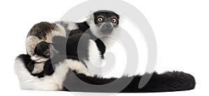 Mother and baby Black-and-white ruffed lemur, Varecia variegata subcincta, 7 years old and 2 months old photo