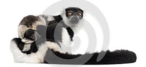 Mother and baby Black-and-white ruffed lemur, Varecia variegata subcincta, 7 years old and 2 months old