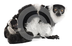 Mother and baby Black-and-white ruffed lemur, Varecia variegata subcincta, 7 years old and 2 months old photo