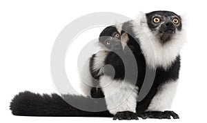 Mother and baby Black-and-white ruffed lemur, Varecia variegata subcincta, 7 years old and 2 months old photo