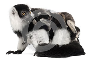 Mother and baby Black-and-white ruffed lemur, Varecia variegata subcincta, 7 years old and 2 months old