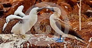 Mother and Baby Blue-Footed Boobies