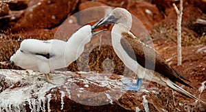 Mother and baby blue-footed boobies