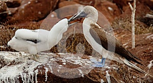 Mother and baby blue-footed boobies