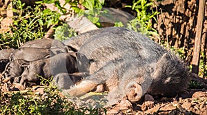 Mother and baby boar Lovely