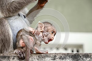 Mother and baby bonnet Macaque monkeys