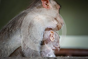 Mother and baby bonnet Macaque monkeys