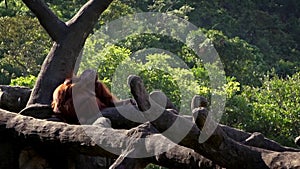 Mother and baby bornean orangutan in forest. Adult orangutang take care cub