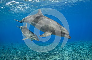 Mother and baby bottlenose dolphin in South Pacific ocean