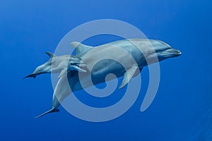 Mother and baby bottlenose dolphins living in South Pacific Ocean